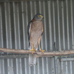 Brown Goshawk