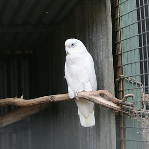 Little Corella