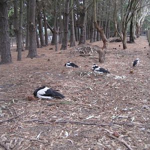 Magpie Goose and Tammar enclosure