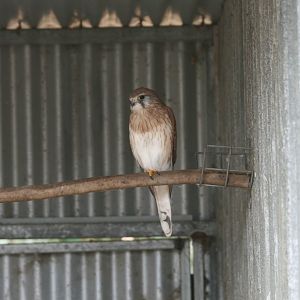 Nankeen Kestrel