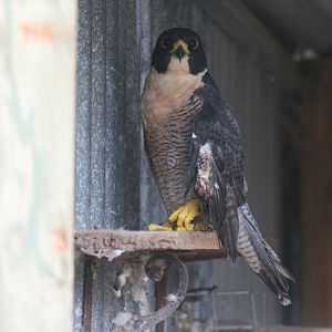 Peregrine Falcon