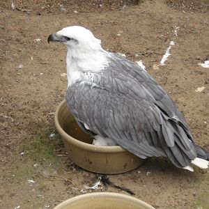 White-bellied Sea Eagle trying to bathe