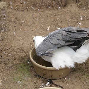 White-bellied Sea Eagle trying to bathe