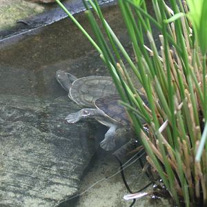 Short-necked Turtles