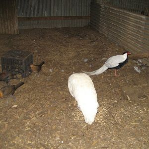 Silver Pheasant and White Peafowl
