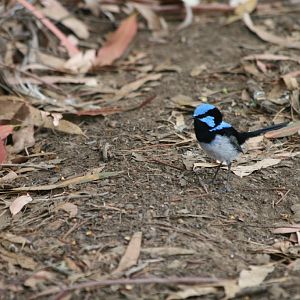 Superb Blue Wren male - wild