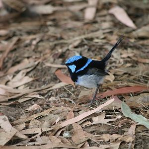 Superb Blue Wren male - wild