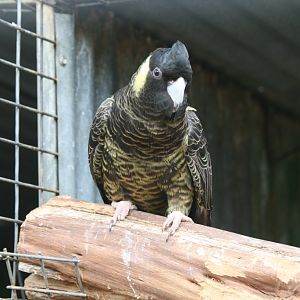 Yellow-tailed Cockatoo female