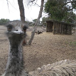 Emu and Kangaroo enclosure