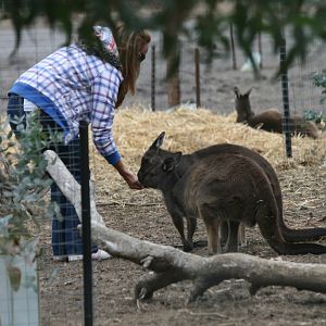 Kangaroo Island Kangaroos being fed