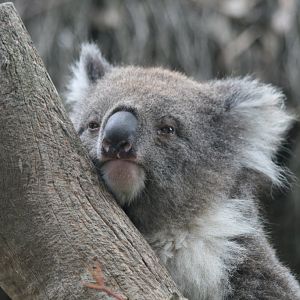 Koala