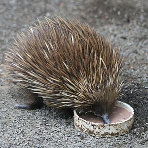 Echidna feeding