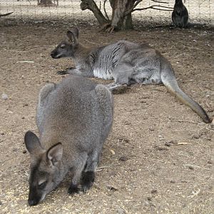 Red-necked Wallabies