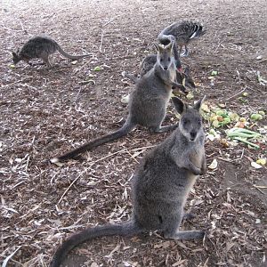Swamp Wallabies