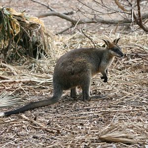 Swamp Wallaby