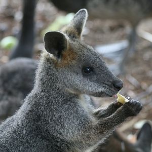 Swamp Wallaby