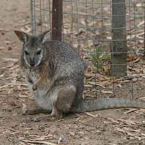 Tammar Wallaby