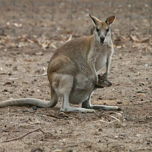 Agile Wallaby