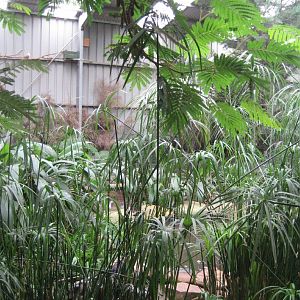 Interior of Walkthrough Aviary