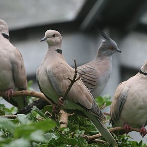Barbary Doves and Crested Pigeon