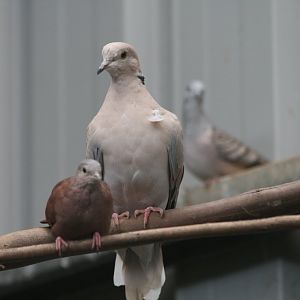 Talpacoti and Barbary Dove