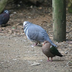 Wonga and Emerald Dove