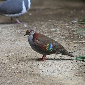 Brush Bronzewing
