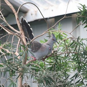 Crested Pigeons courting