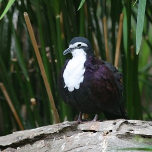 New Guinea Ground Dove
