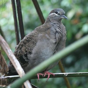 Brush Bronzewing - immature