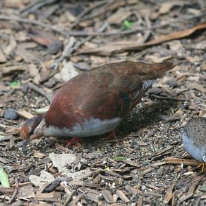 Brush Bronzewing and King Quail