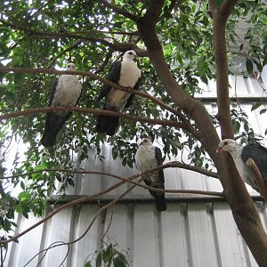White-headed Pigeons