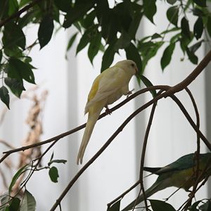 Redrump Parrot, lutino mutation