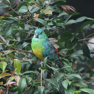 Redrump Parrot male