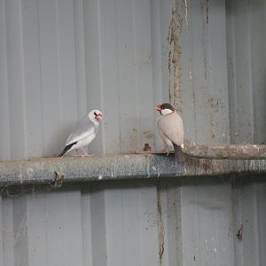 Java Sparrows, colour mutations