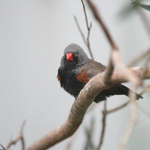 Zebra Finch male, colour mutation
