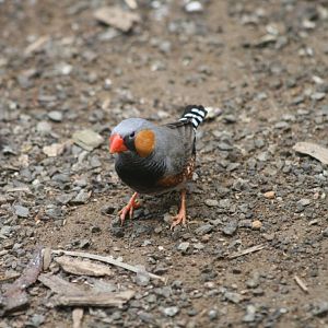 Zebra Finch male, colour mutation
