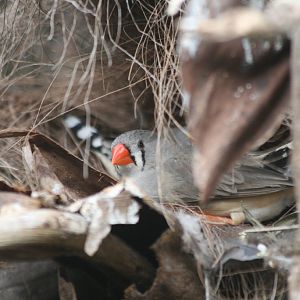 Zebra Finch female nesting in palm