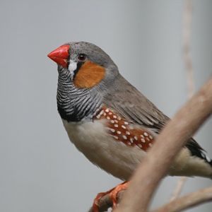 Zebra Finch male
