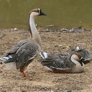 Chinese Goose