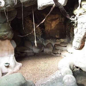Malayan Tapir indoor exhibit