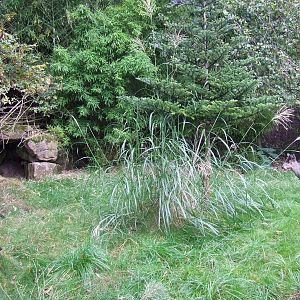 Michie's Tufted Deer enclosure
