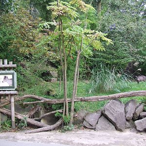 Michie's Tufted Deer exhibit
