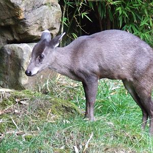 Michie's Tufted Deer
