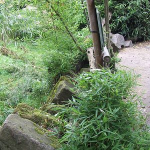 Dry ditch of the Tufted Deer enclosure