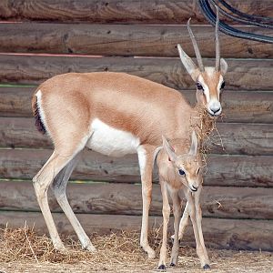 Dorcas Gazelle