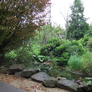 Lion-tailed Macaque island
