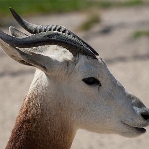 Dama Gazelle