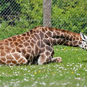 Rothschild Giraffe