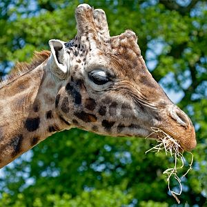 Rothschild Giraffe